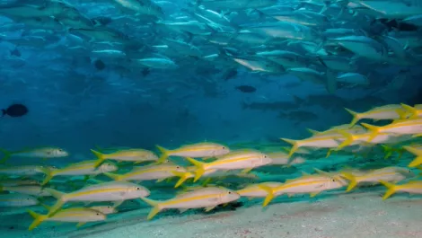SenPhi lands Yellowfin