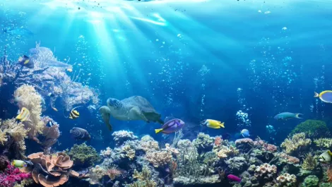 Unda da sea
