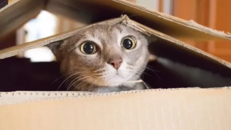 Cats