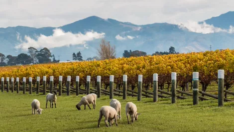 Thinkstockphotos 536292260